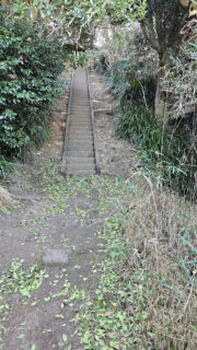 こんな落ち葉はじめて！