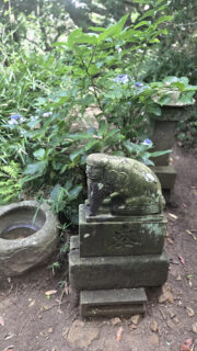 額紫陽花の季節
